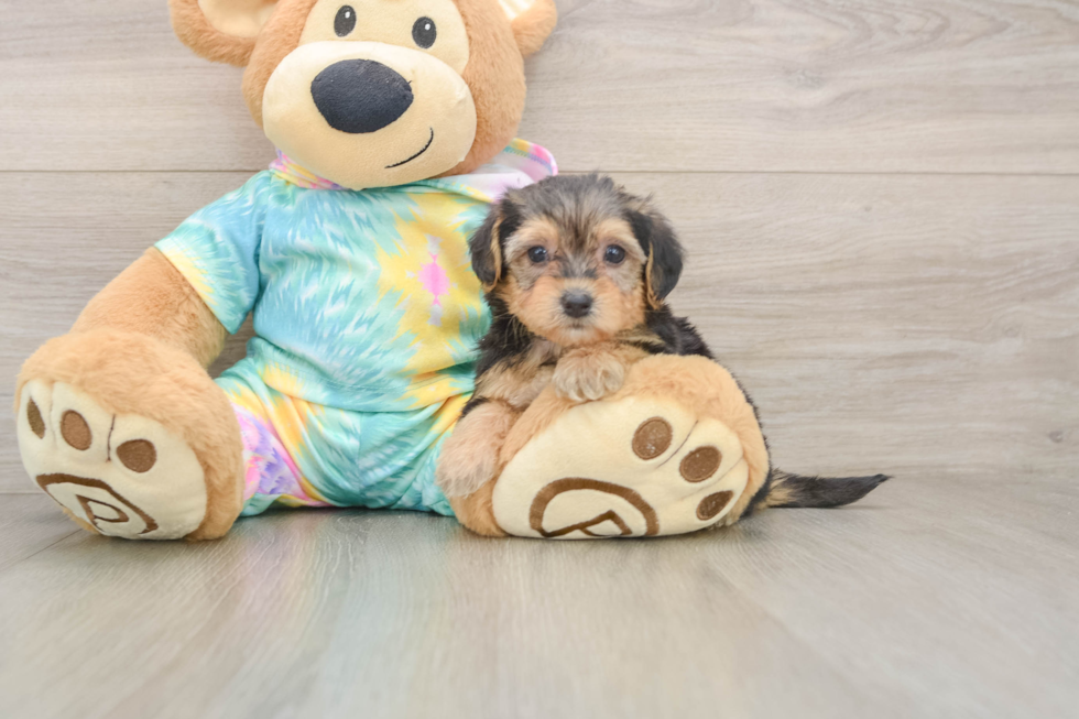 Sweet Yorkie Poo Baby