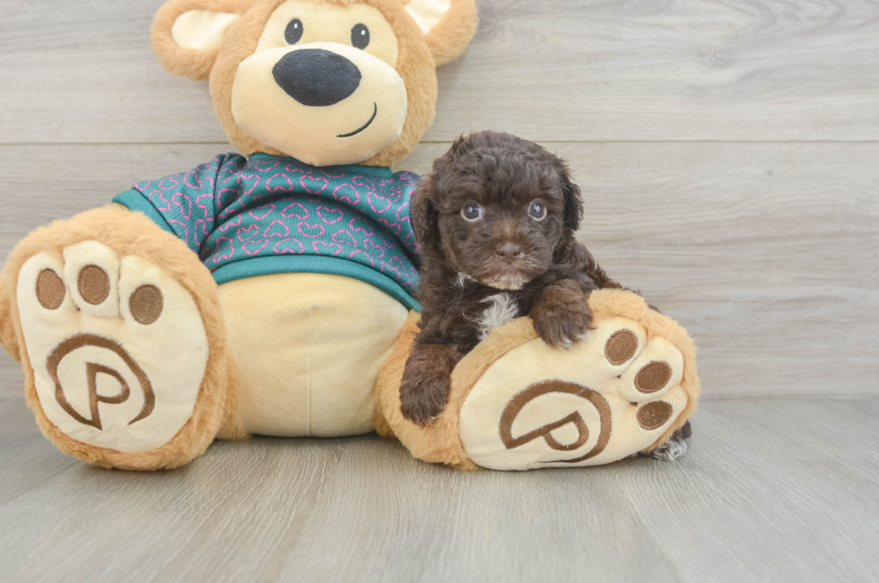 6 week old Yorkie Poo Puppy For Sale - Puppy Love PR