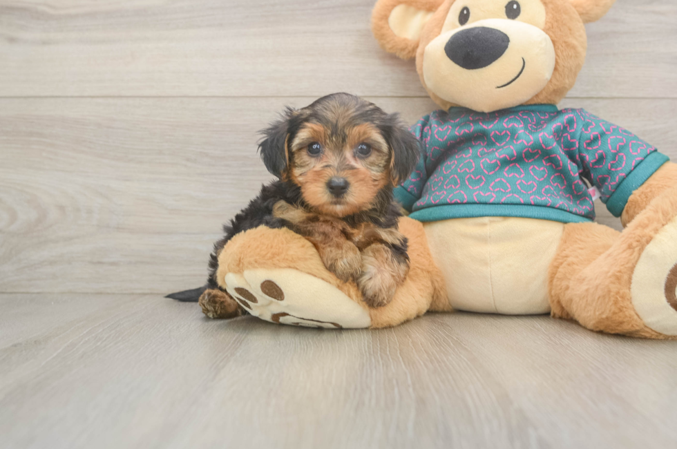 6 week old Yorkie Poo Puppy For Sale - Puppy Love PR