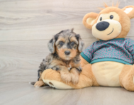 8 week old Yorkie Poo Puppy For Sale - Puppy Love PR