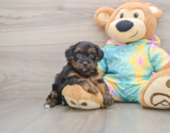 8 week old Yorkie Poo Puppy For Sale - Puppy Love PR