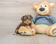 8 week old Yorkie Poo Puppy For Sale - Puppy Love PR