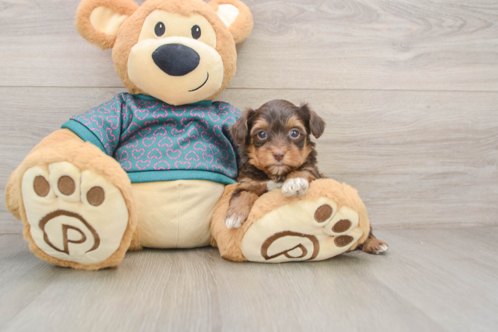 Yorkie Poo Puppy for Adoption