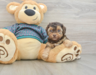 8 week old Yorkie Poo Puppy For Sale - Puppy Love PR
