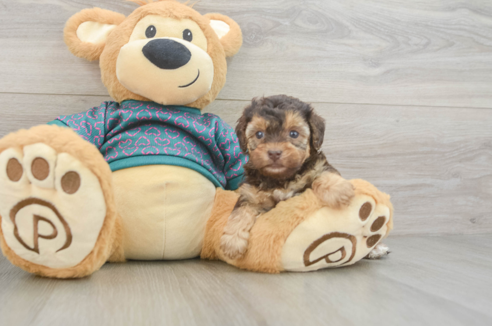 6 week old Yorkie Poo Puppy For Sale - Puppy Love PR