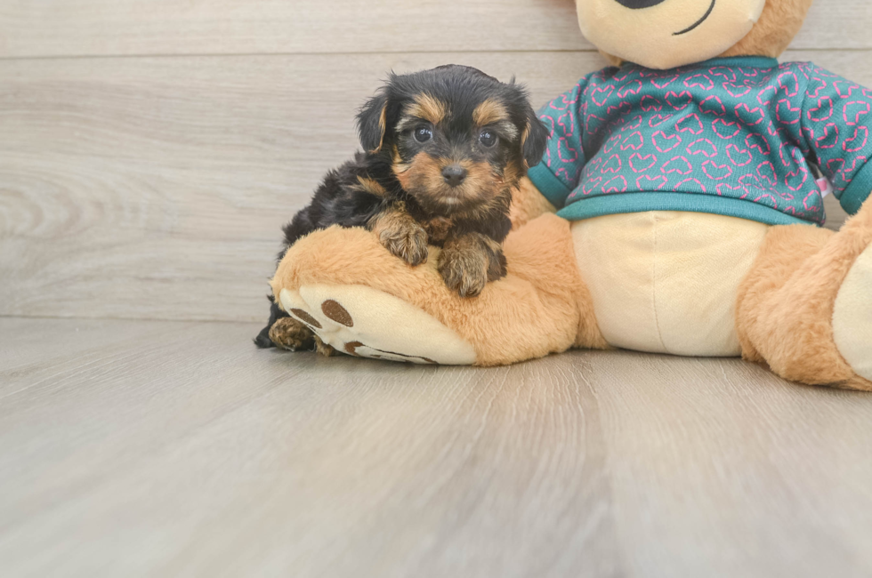6 week old Yorkie Poo Puppy For Sale - Puppy Love PR