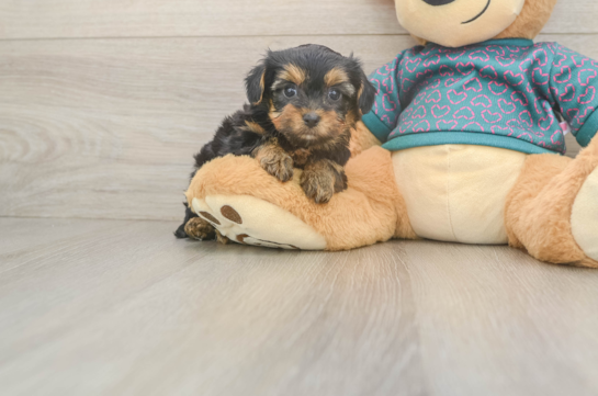Best Yorkie Poo Baby
