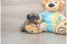 Yorkie Poo Puppy for Adoption
