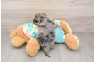 Energetic Yorkipoo Poodle Mix Puppy