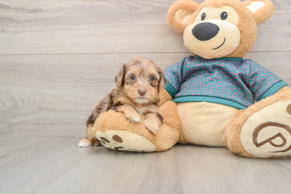 Yorkie Poo Pup Being Cute
