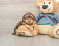 7 week old Yorkie Poo Puppy For Sale - Puppy Love PR