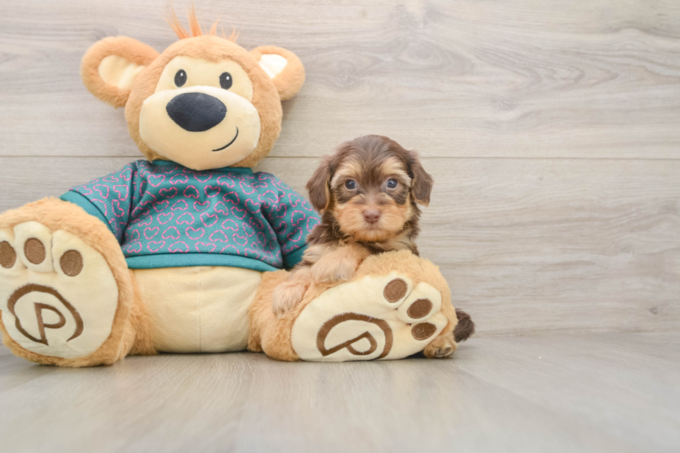 Yorkie Poo Puppy for Adoption