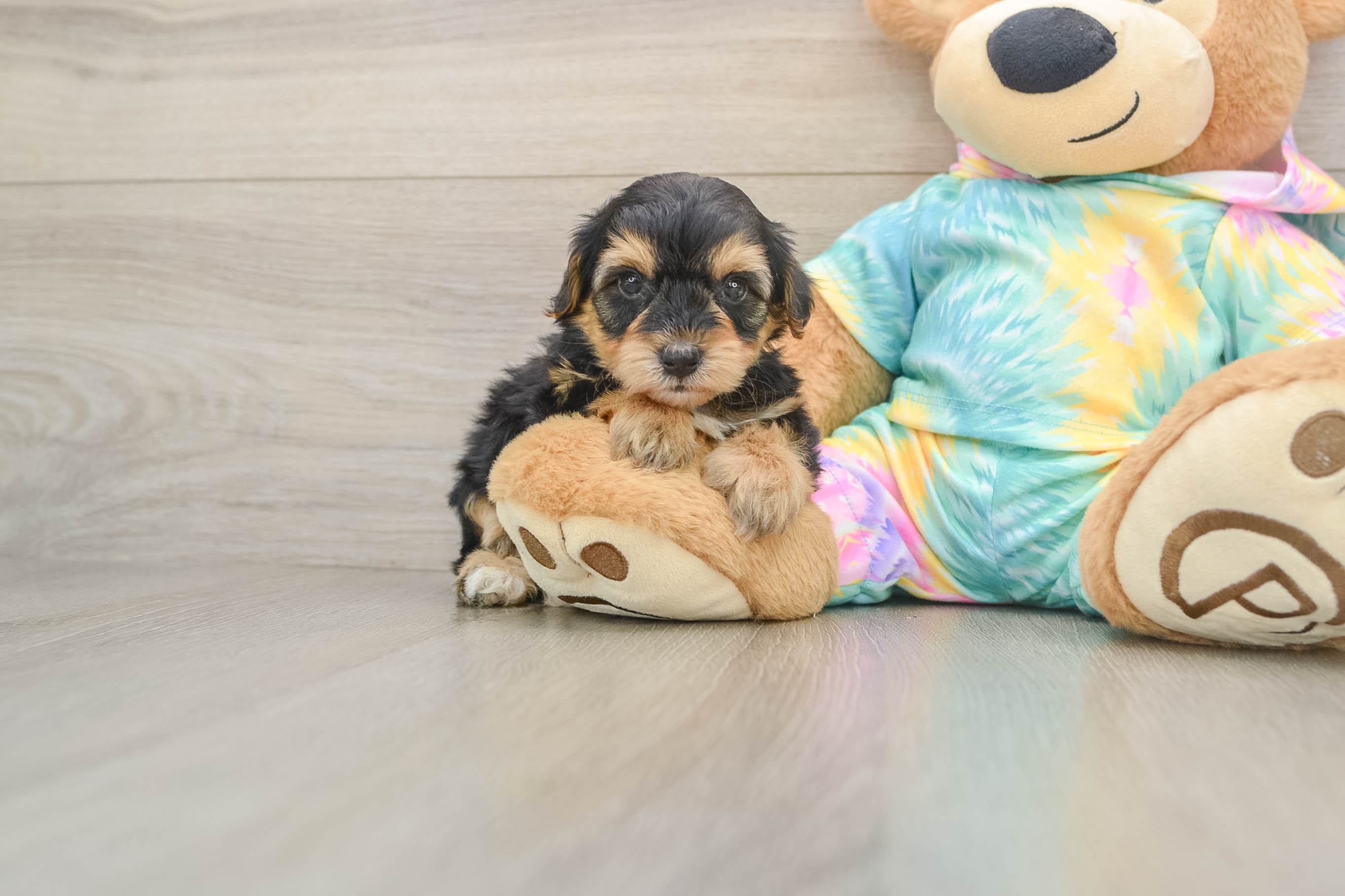 Energetic Yorkipoo Poodle Mix Puppy