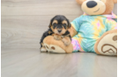 Energetic Yorkipoo Poodle Mix Puppy