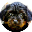 Yorkie Poo Puppy For Sale - Puppy Love PR