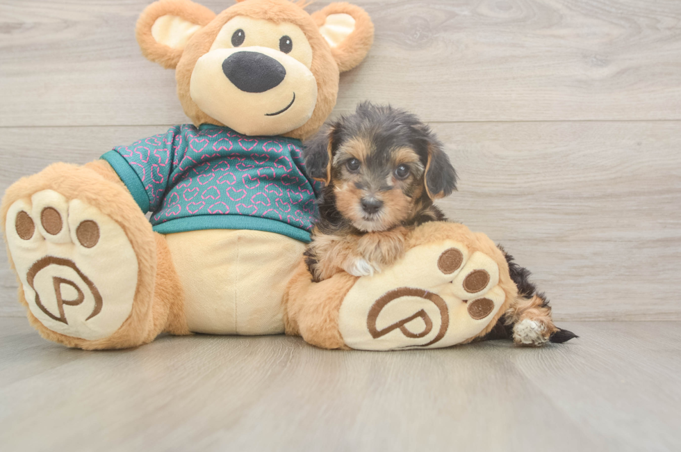 6 week old Yorkie Poo Puppy For Sale - Puppy Love PR
