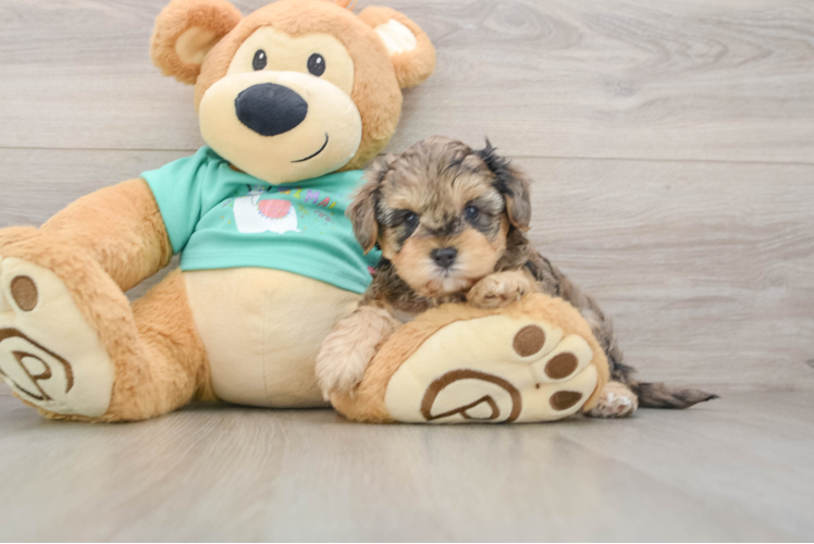 Adorable Yorkiedoodle Poodle Mix Puppy