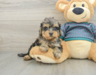 7 week old Yorkie Poo Puppy For Sale - Puppy Love PR