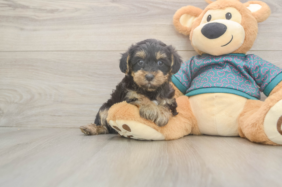 6 week old Yorkie Poo Puppy For Sale - Puppy Love PR