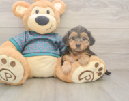 9 week old Yorkie Poo Puppy For Sale - Puppy Love PR
