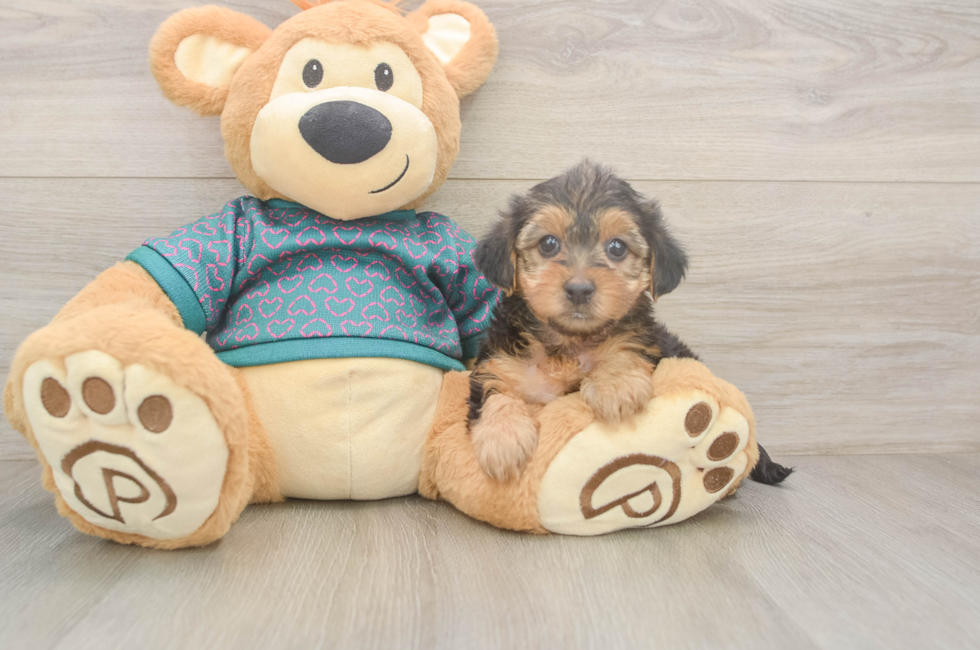 6 week old Yorkie Poo Puppy For Sale - Puppy Love PR