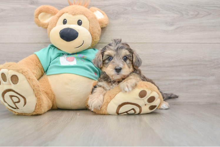 Little Yorkie Poodle Mix Poodle Mix Puppy