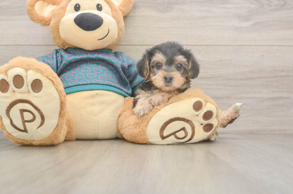 6 week old Yorkie Poo Puppy For Sale - Puppy Love PR