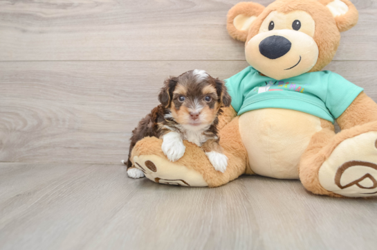 Playful Yo Yo Poo Poodle Mix Puppy