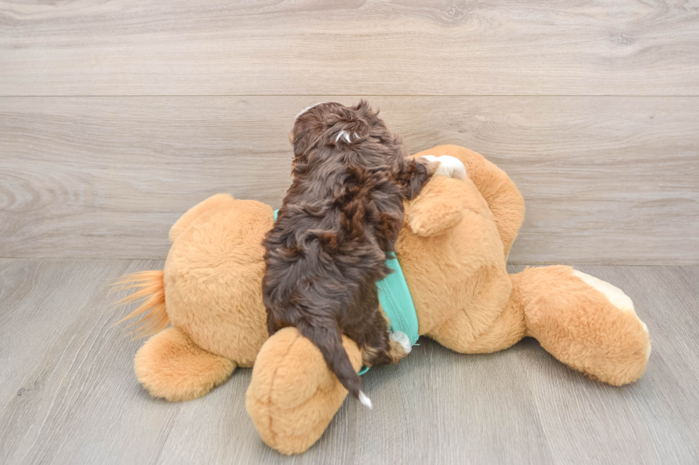 Adorable Yorkiedoodle Poodle Mix Puppy