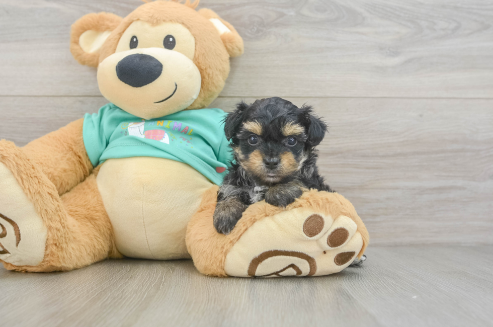 6 week old Yorkie Poo Puppy For Sale - Puppy Love PR