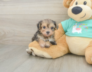 6 week old Yorkie Poo Puppy For Sale - Puppy Love PR