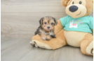 Petite Yorkie Poo Poodle Mix Pup