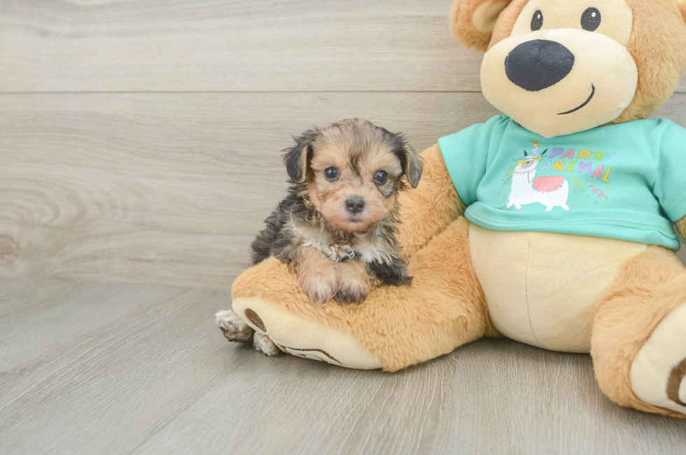 5 week old Yorkie Poo Puppy For Sale - Puppy Love PR