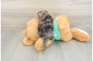 Funny Yorkie Poo Poodle Mix Pup