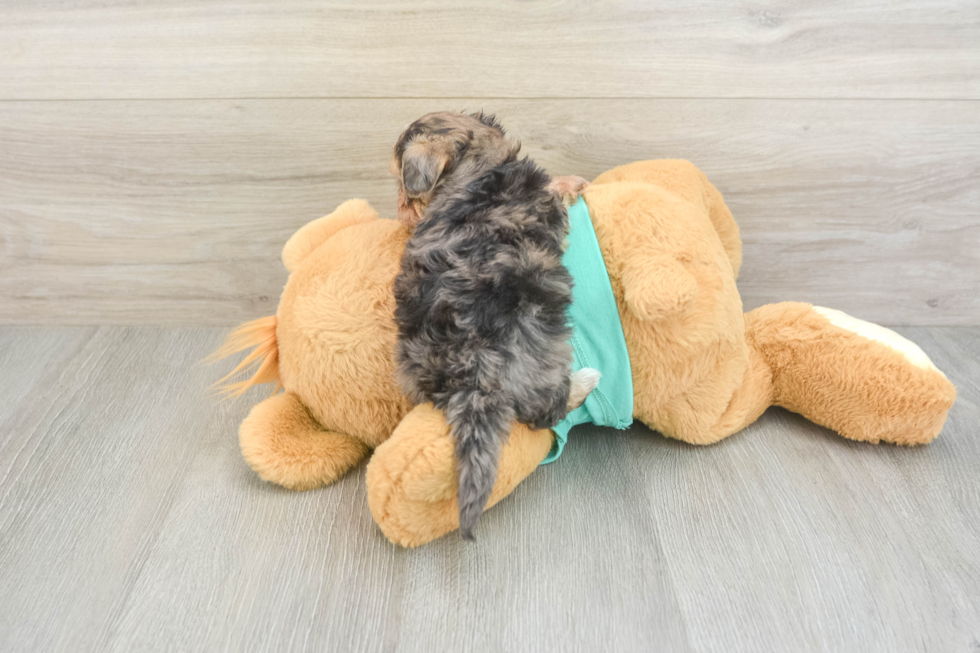 Funny Yorkie Poo Poodle Mix Pup