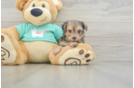 Yorkie Poo Puppy for Adoption