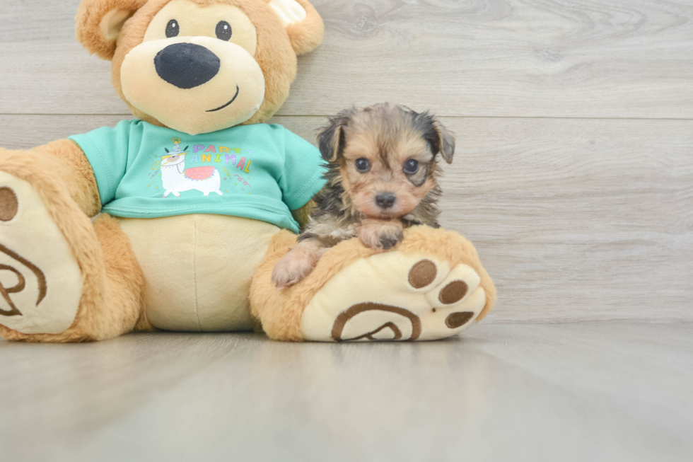 Yorkie Poo Puppy for Adoption