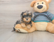 7 week old Yorkie Poo Puppy For Sale - Puppy Love PR