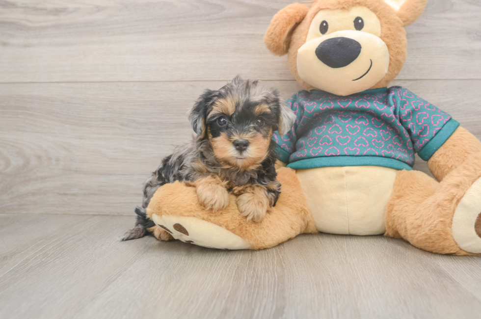 6 week old Yorkie Poo Puppy For Sale - Puppy Love PR