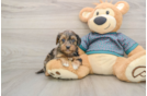 Petite Yorkie Poo Poodle Mix Pup