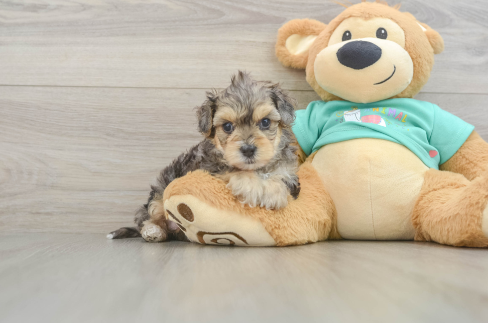 6 week old Yorkie Poo Puppy For Sale - Puppy Love PR