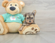 7 week old Yorkie Poo Puppy For Sale - Puppy Love PR