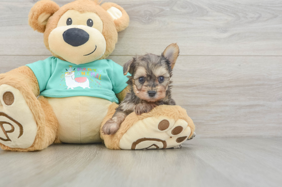 5 week old Yorkie Poo Puppy For Sale - Puppy Love PR
