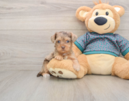 9 week old Yorkie Poo Puppy For Sale - Puppy Love PR