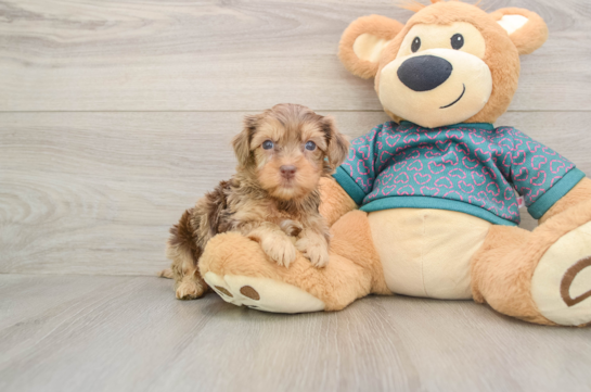 Cute Yorkie Poo Baby