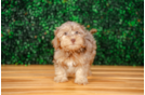 Cute Yorkie Poo Poodle Mix Pup
