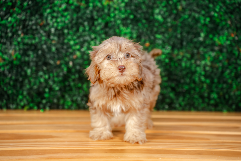 Cute Yorkie Poo Poodle Mix Pup