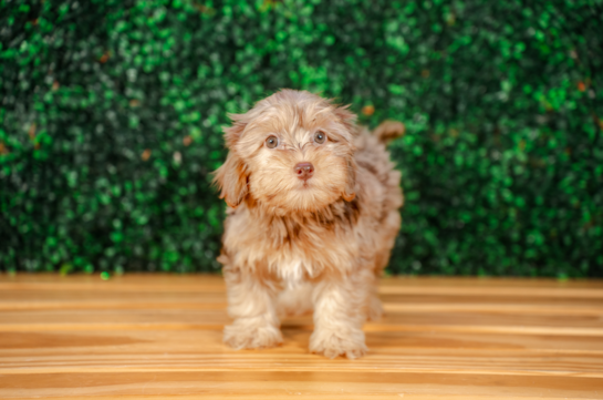 Cute Yorkie Poo Poodle Mix Pup