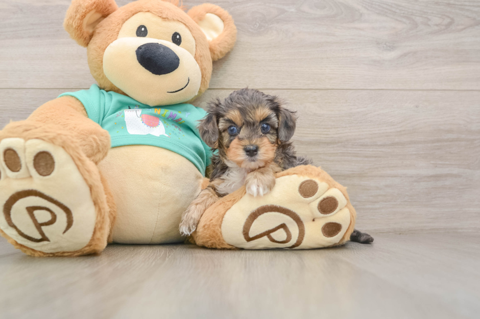 Smart Yorkie Poo Poodle Mix Pup