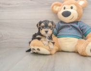7 week old Yorkie Poo Puppy For Sale - Puppy Love PR